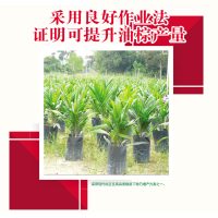 采用良好作业法证明可提升油棕产业