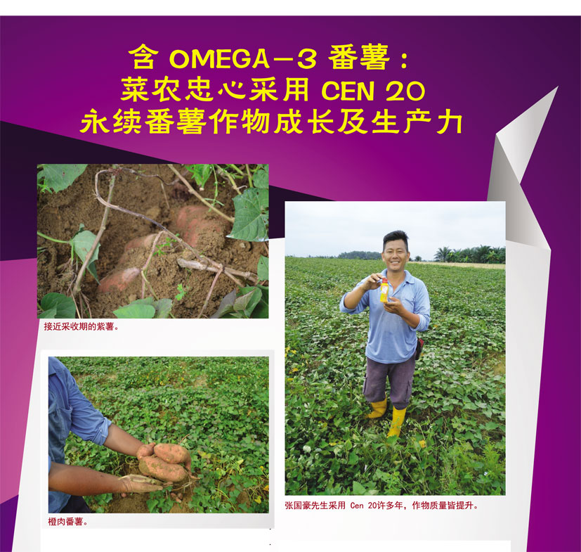 Read more about the article 含OMEGA-3番薯:菜农忠心采用CEN20永续番薯作物成长及生产力