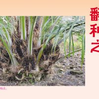 翻种之4个选择