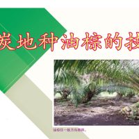 泥炭地种油棕的技术