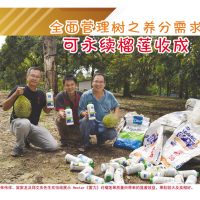 全面管理树之养分需求可永续榴莲收成