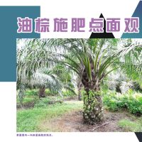 油棕施肥点面观