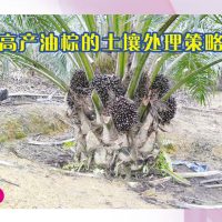 高产油棕的土壤处理策略