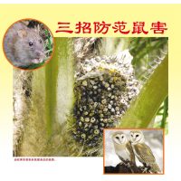 三招防范鼠害