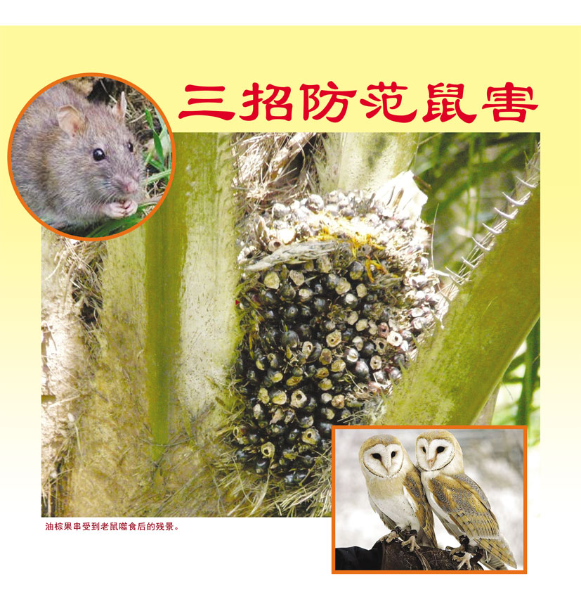 Read more about the article 三招防范鼠害