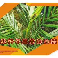 数种不正常的油棕