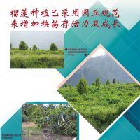 榴莲种植已采用园丘规范来增加秧苗存活力及成长