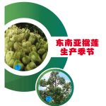 东南亚榴莲生产季节