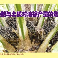 施肥与土质对油棕产量的影响