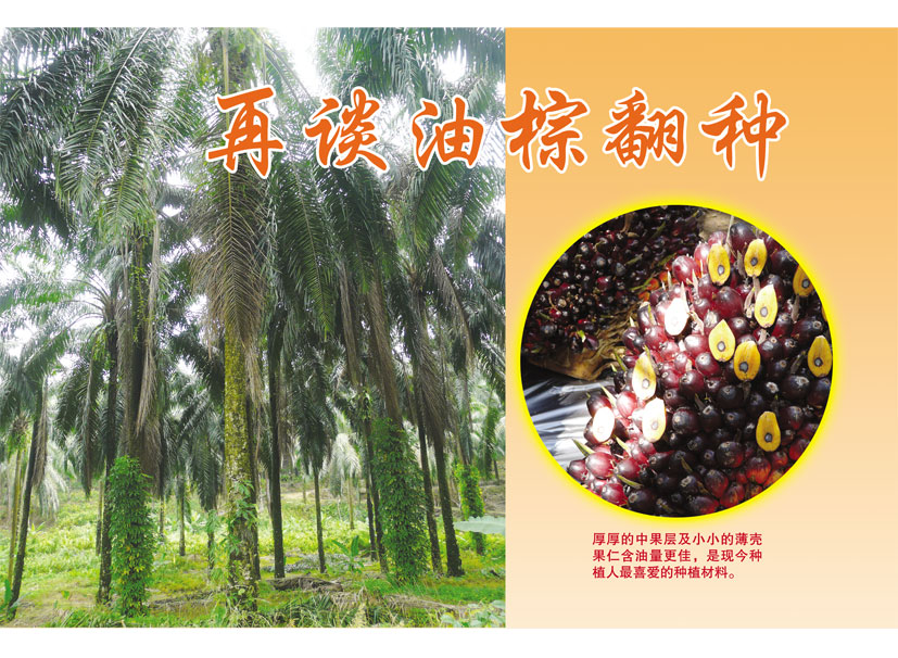 Read more about the article 再谈油棕翻种