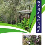 不可错过的极品榴莲