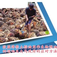 欧盟将禁止棕油用作生物燃油的迴响及大马政府的应对方法