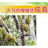 大马的榴槤梦成真