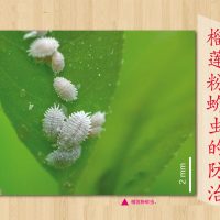 榴莲粉蚧虫的防治