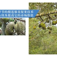 反季节的榴莲催花促果技术可永续及提高它的市场价值