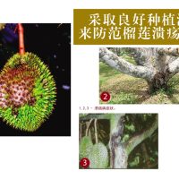 采取良好种植法来防范榴莲溃疡病