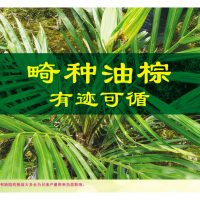 畸种油棕有迹可循