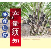 处理油棕产量须知