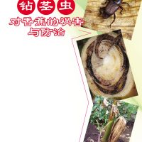 钻茎虫对香蕉的祸害与防治