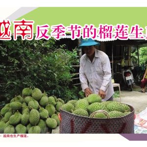越南反季节的榴莲生产
