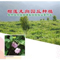 榴莲走向园丘种植,栽种豆科植物铺盖园地成必要作业