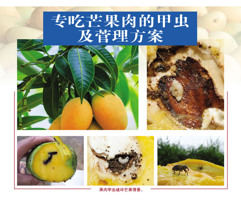 Read more about the article 专吃芒果肉的甲虫及管理方案