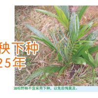 采用野秧下种遗憾25年