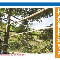 榴莲修枝迎高产