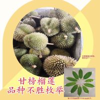 甘榜榴莲品种不胜枚举