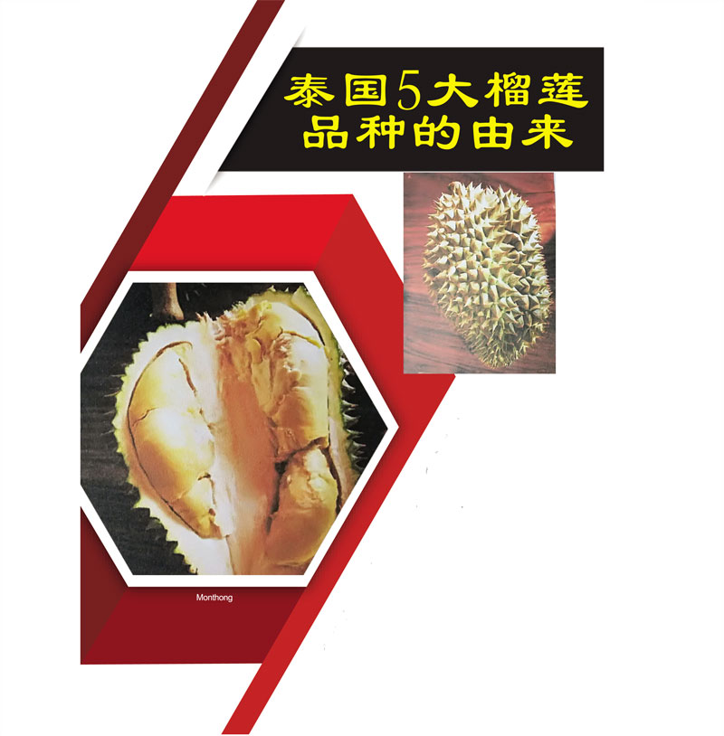 Read more about the article 泰国5大榴莲品种的由来