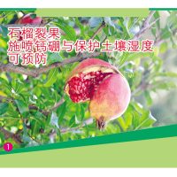 石榴裂果施喷钙硼与保护土壤湿度可预防
