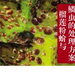 榴莲粉蚧与鳞虫的处理方案