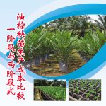 一阶段与两阶段式油棕秧苗生产成本比较