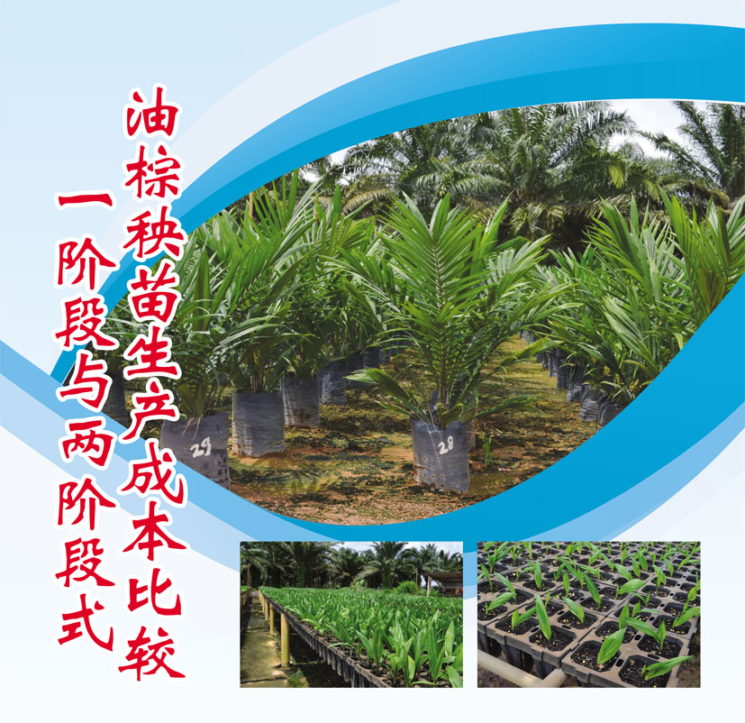 Read more about the article 一阶段与两阶段式油棕秧苗生产成本比较