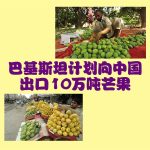 巴基斯坦计划向中国出口10万吨芒果