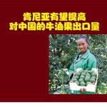 肯尼亚有望提高对中国的牛油果出口量