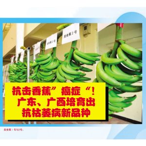 抗击香蕉”癌症“!广东、广西培育出抗枯萎病新品种