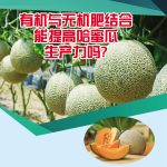 有机与无机肥结合能提高哈蜜瓜生产力吗?