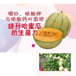 硼砂、硝酸钾与硝酸钙叶面肥提升哈蜜瓜的生産力