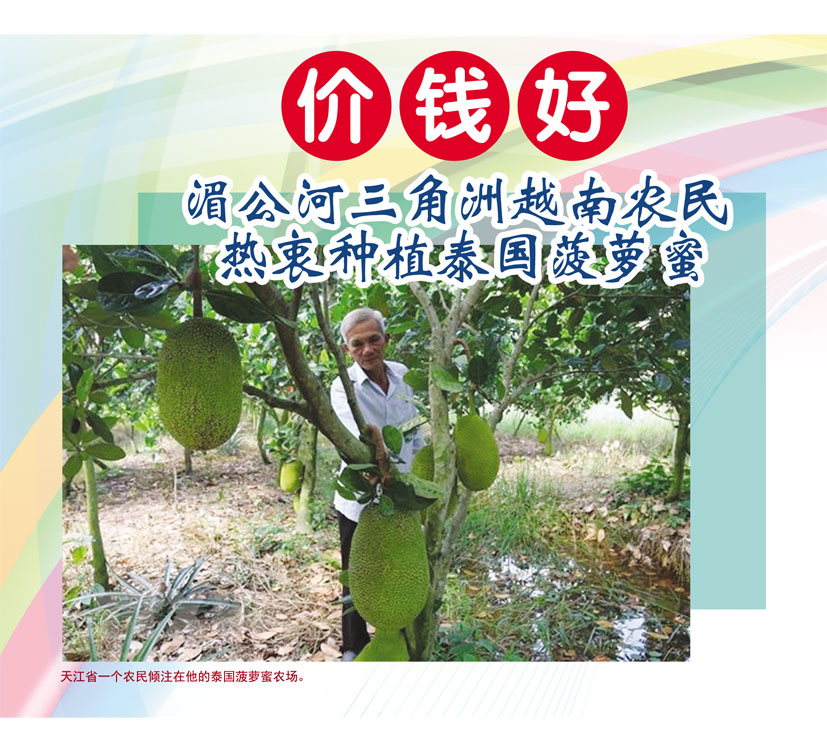 Read more about the article 价钱好,湄公河三角洲越南农民热衷种植泰国菠萝蜜