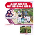 高原白玉米种植,双箭肥料带来卓越效果