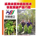 采用米蕉种植新技术,农友突破产量门槛