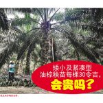 矮小及紧凑型油棕秧苗每棵30令吉,会贵吗?