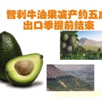 智利牛油果减产约五成出口季提前结束