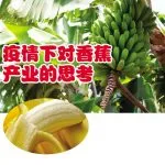 疫情下对香蕉产业的思考