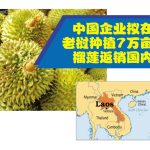 中国企业拟在老挝种植7万亩榴莲返销国内