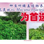 种豆科铺盖植物养地,泥炭地以 Mucuna bracteata 为首选