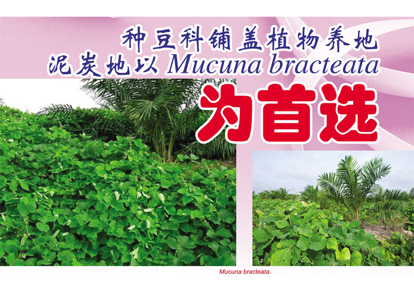 Read more about the article 种豆科铺盖植物养地,泥炭地以 Mucuna bracteata 为首选