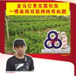 金马仑青龙菜农友一惯采用双箭牌纯有机肥