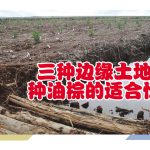 三种边缘土地种油棕的适合性